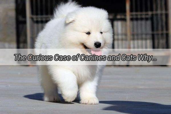 The Curious Case of Canines and Cats Why Dogs Seem to Fear Them So Much